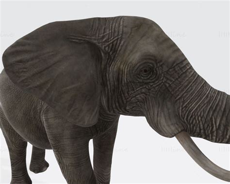 Elephant Animal 3d Printing Model