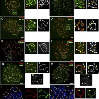 Pdf Meiotic Sex Chromosome Cohesion And Autosomal Synapsis Are Supported By Esco