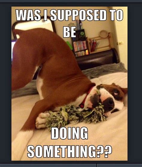 Funny Dog Meme Boxer