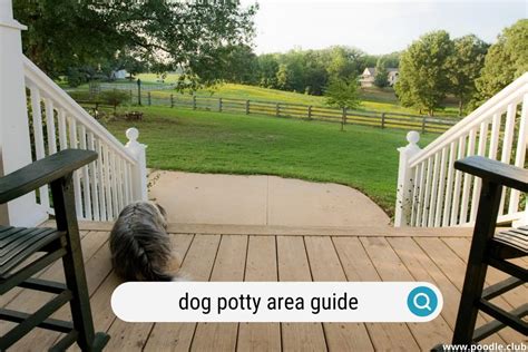 Dog Potty Area Guide Tips And Diy Ideas Poodle Club