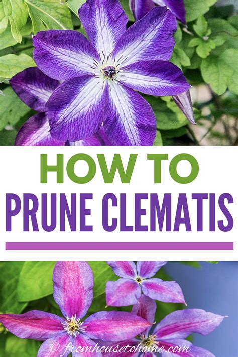 Clematis Vine Care Planting Growing And Pruning Tips