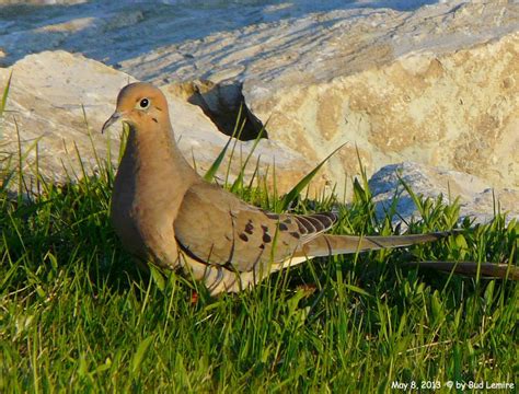 The Mourning Dove | Mourning dove, Animals, Birds