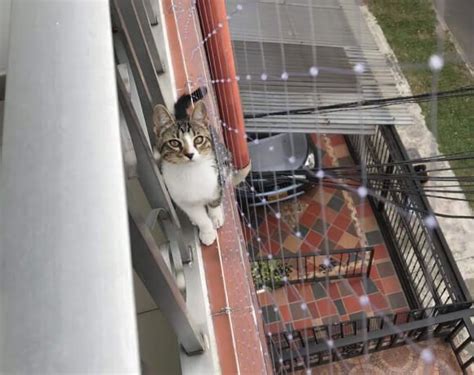 Vendemos Malla De Seguridad Para Gatos Mallas Y Mascotas