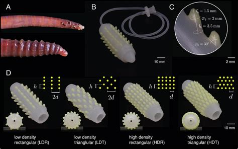 Earthworm‐inspired Modular Soft Skin A Earthworms Protrude Their