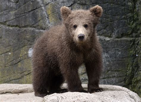 Brown Bear Cub by Henrik Vind / 500px