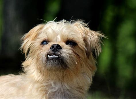 13 Brussels Griffon Mixes: Wonderful Little Waggers!