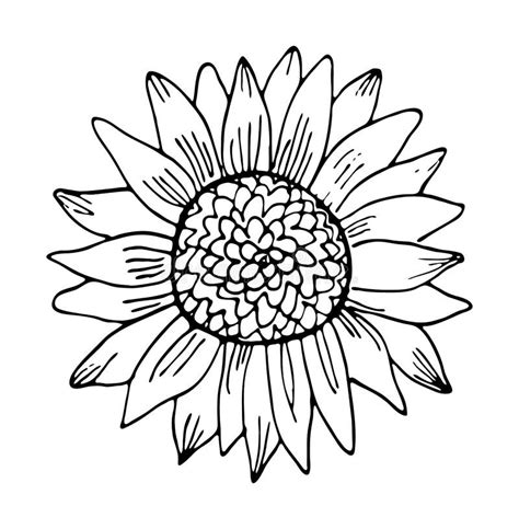 Sunflower Clip Art Black White