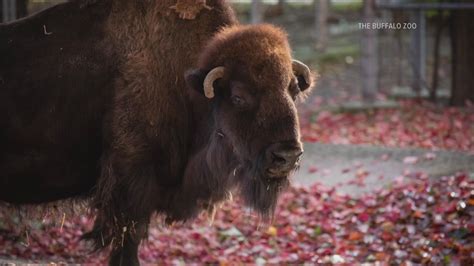 Buffalo Zoo Bison Has Died