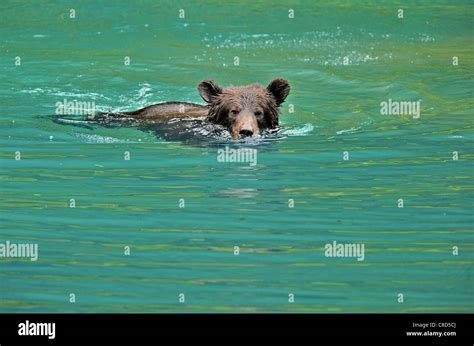 Grizzly Bear Cubs Playing