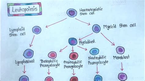 LEUKOPOIESIS || Easy Explanation|| - YouTube