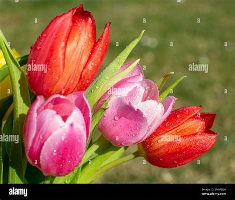 Tulipancsokor Hi Res Stock Photography And Images Alamy