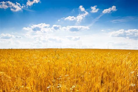 голубое небо поля под желтым цветом пшеницы Стоковое Фото - изображение ...