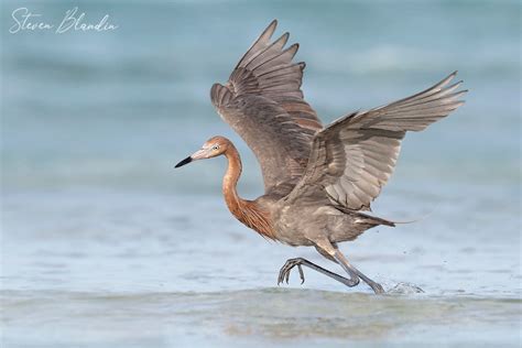 Reddish Egret In Dancing Action Florida Bird Photography Tours And Fine Art