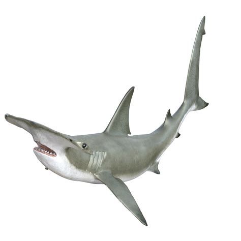 Shark 3d model illustration 10922140 PNG