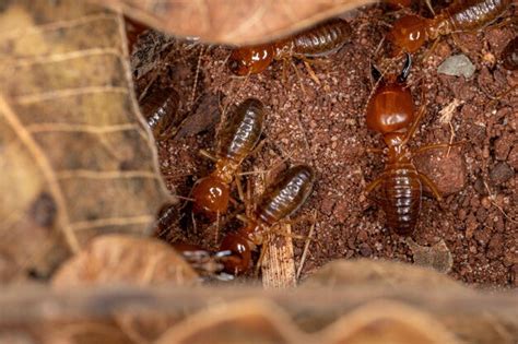 Cómo prevenir una plaga de termitas en casa Actúa Plagas