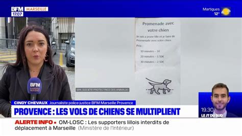 Dans les Bouches du Rhône les vols de chiens se multiplient