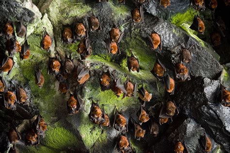 Mystery Solved How Bats Can Land Upside Down National Geographic