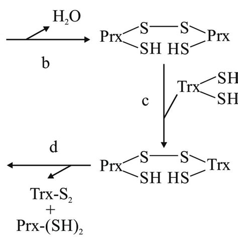 4 The Prx Pathway A Detoxification Of H 2 O 2 B D Restoration Of