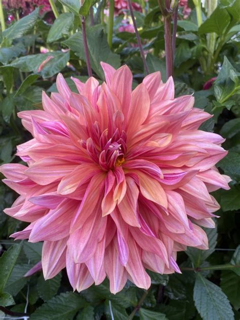 Andy S Legacy Soaring Heart Dahlias