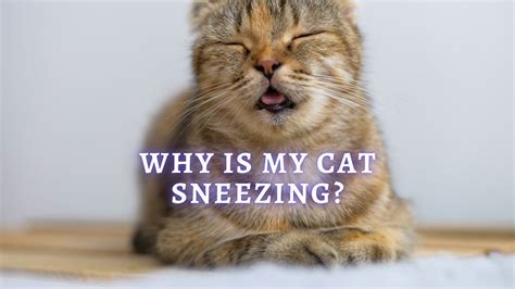 ⇒ Cat Sneezing: Reasons Why does my Cat keep Sneezing