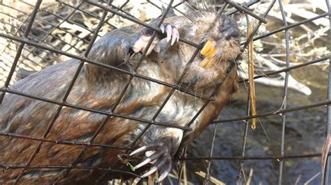 Spring Muskrat Trapping 8 Checking Muskrats Floats And Funnel Traps