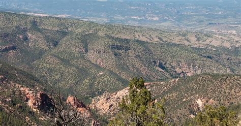 Forest Service To Shoot Wild Cattle In New Mexico Wilderness From