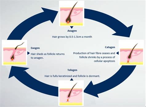 Telogen Effluvium