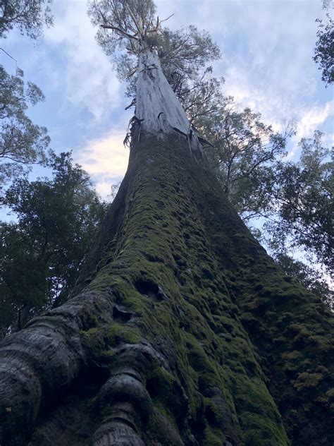 Biggest Tree On Earth