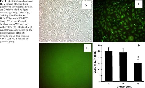 Identification Of Cultured Huvec And Effect Of High Glucose On The