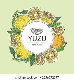 Background Yuzu Fruts Leaves Yuzu Slice Stock Vector Royalty Free