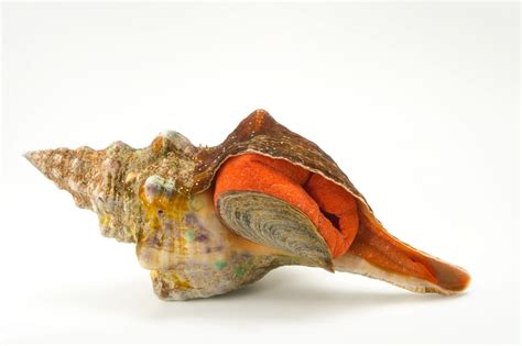 Florida Horse Conch Triplofusus Giganteus Joel Sartore