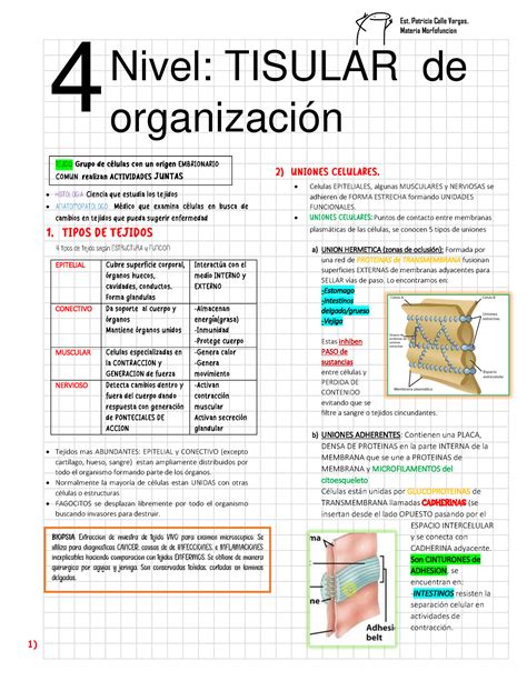 Capitulo Tejidos Tortora Derrickson Nivel Tisular De Organizaci N