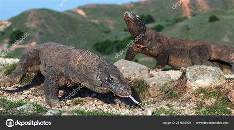 Komodo Dragons Forked Tongue Sniff Air Close Komodo Dragon Scientific