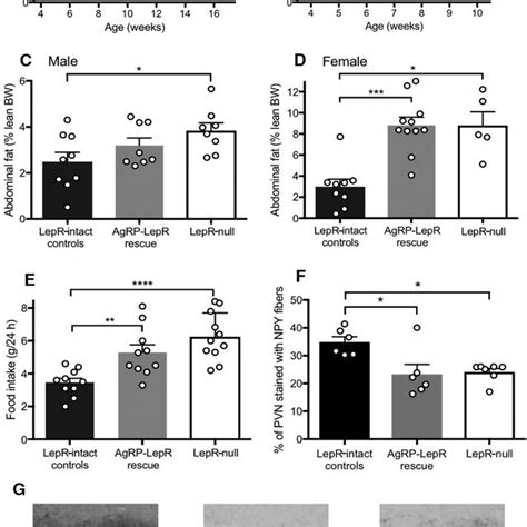 Leptin Induced Pstat3 Signaling In The Vmarc And Vmh A B Download Scientific Diagram