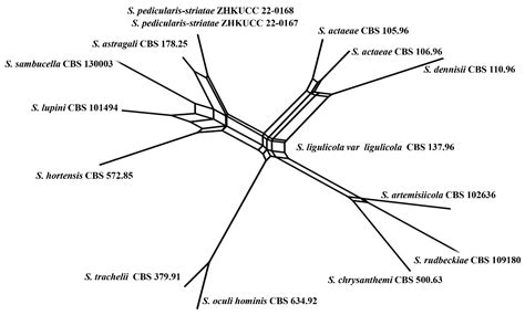 JoF Free Full Text Plant Associated Novel Didymellaceous Taxa In