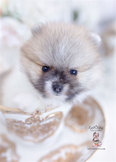 Teacup Pomeranian 465 Teacup Puppies Boutique