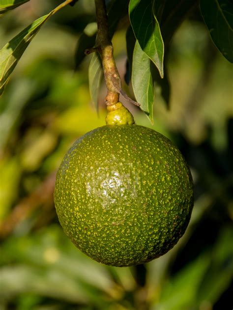 Fotos Gratis Rbol Rama Fruta Hoja Redondo Flor Comida Verde