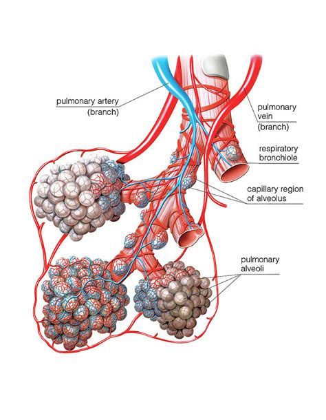 Alveolus Anatomy - Anatomical Charts & Posters