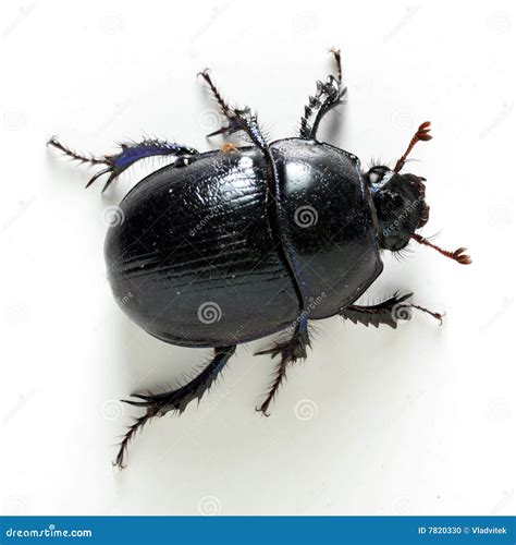 Dung Beetle Stock Photo Image Of Brown Chitin Isolated 7820330