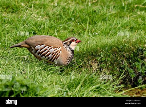 Red Legged Partridge Alectoris Rufa Stock Photo Alamy