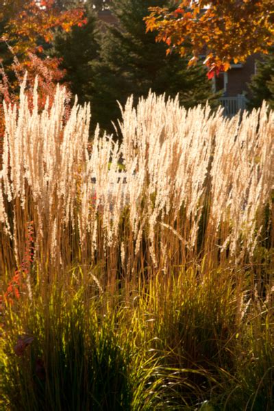 Feather Reed Grass Growing The Perfect Low Care Ornamental Grass