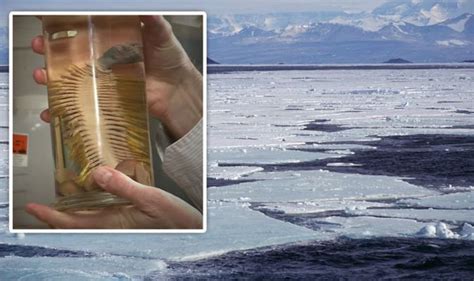 Antarctica Remarkable Species New To Science Discovered 1000