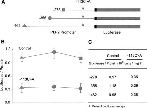 X Chromosome CDNA Microarray Screening Identifies A Functional PLP2