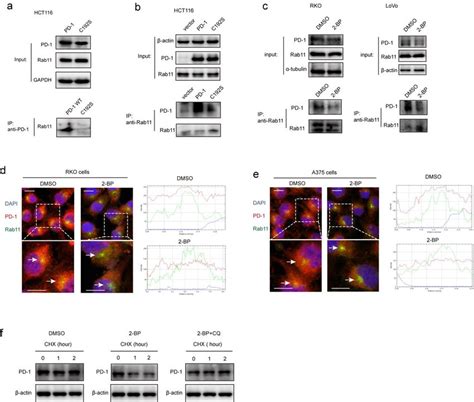 Palmitoylation Promotes The Binding Of Pd 1 To Rab11 Ab The