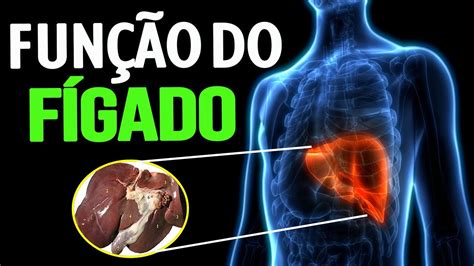 Qual A Função Do Figado No Corpo Humano - 6