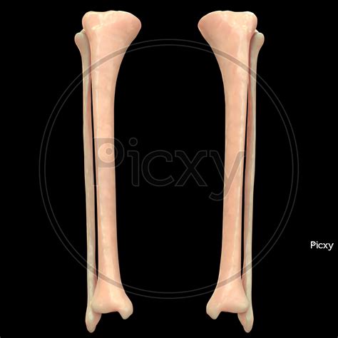 Tibia And Fibula On Skeleton