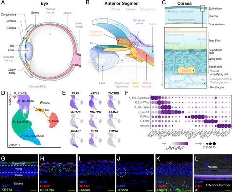 Cell Atlas Of The Human Ocular Anterior Segment Tissue Specific And