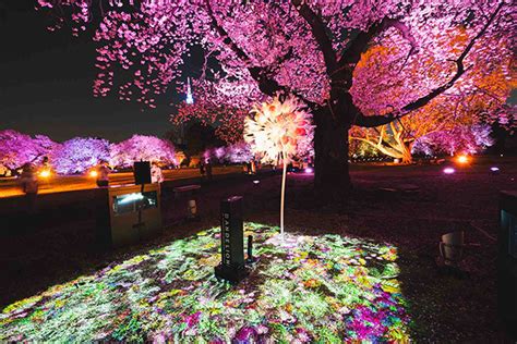 新宿御苑の花見イベントはトヨタ MIRAIなどの給電車によるSDGsな夜桜ライトアップにも注目 IGNITEイグナイト