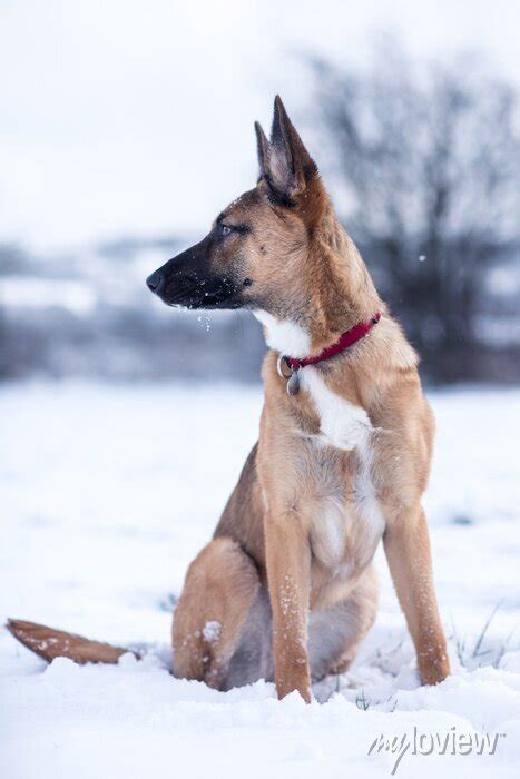 Cachorro Explorando O Pa S Das Maravilhas Do Inverno E Jogando Cartazes