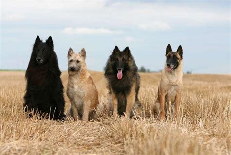 Berger Belge Malinois 13 choses à savoir